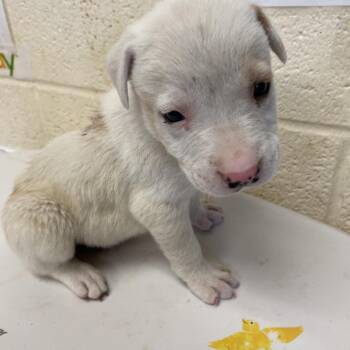 Calliope -  Mixed Breed Dog for Adoption in Memphis, Tennessee - Calliope | PetCurious