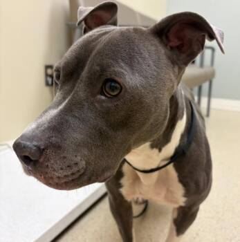 Mockingbird -  Pit Bull Terrier Dog for Adoption in Naperville, Illinois - Mockingbird | PetCurious