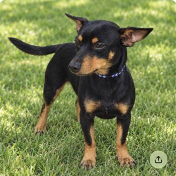 SOUCI -  Miniature Pinscher Dog for Adoption in Waterford, New Jersey - SOUCI | PetCurious