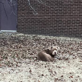Rocky-RTO -  Pit Bull Terrier Dog for Adoption in East St. Louis, Illinois - Rocky-RTO | PetCurious