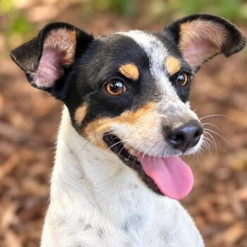 Lydia -  Rat Terrier and Chihuahua Dog for Adoption in Boerne, Texas - Lydia | PetCurious
