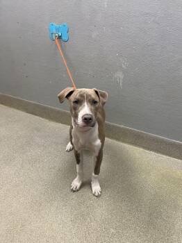 Pit Bull Terrier Dogs Available for Adoption in Las Vegas, Nevada - GUMDROP | PetCurious
