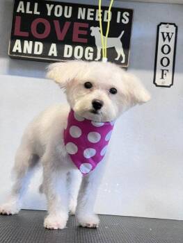 PALOMA -  Maltese and Poodle Dog for Adoption in Katy, Texas - PALOMA | PetCurious