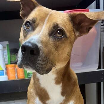 Bruce -  Mixed Breed Dog for Adoption in Tyler, Texas - Bruce | PetCurious