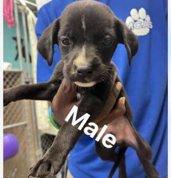 Rescue Australian Shepherd Dogs for Adoption - Hank | PetCurious