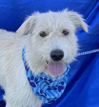 LOUIE -  Terrier Dog for Adoption in Rowland Heights, California - LOUIE | PetCurious