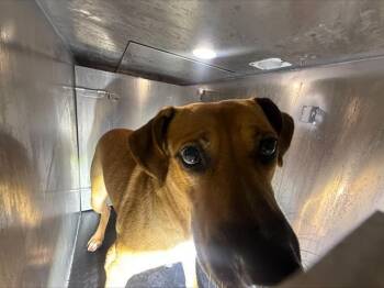 American Staffordshire Terrier Dogs Available for Adoption in San Antonio, Texas - LEVI | PetCurious