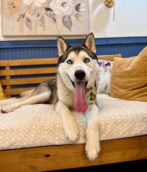 Floki McFloof With Those Baby Blues -  Husky Dog for Adoption in Friendswood, Texas - Floki McFloof With Those Baby Blues | PetCurious