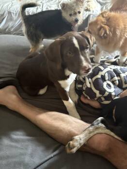 Bodie -  Labrador Retriever and Pointer Dog for Adoption in Spring City, Pennsylvania - Bodie | PetCurious
