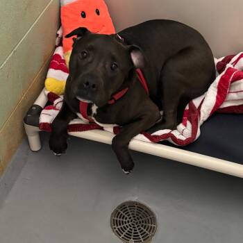 Mixed Breed Dogs Available for Adoption in Dekalb, Illinois - Sampson | PetCurious