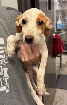 Waylon -  Australian Cattle Dog Blue Heeler and Mixed Breed Dog for Adoption in Bowling Green, Kentucky - Waylon | PetCurious