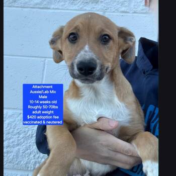 Australian Shepherd and Labrador Retriever Dogs Available for Adoption in Oviedo, Florida - Attachment  | PetCurious