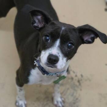 Marble - Chino Hills Location -  Chihuahua and Terrier Dog for Adoption in Chino Hills, California - Marble - Chino Hills Location | PetCurious
