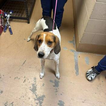 Rescue Mixed Breed Dogs for Adoption in Gadsden, Alabama - Dahlia | PetCurious