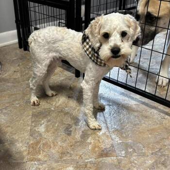 Cockapoo Dogs Available for Adoption in Cleveland, Tennessee - Bing | PetCurious