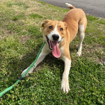 Mixed Breed Dogs Available for Adoption - Lancelot | PetCurious