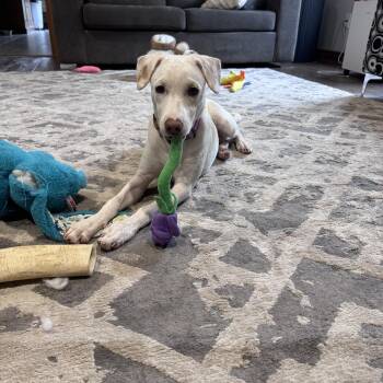 Kate -  Mixed Breed Dog for Adoption in Richmond, Virginia - Kate | PetCurious
