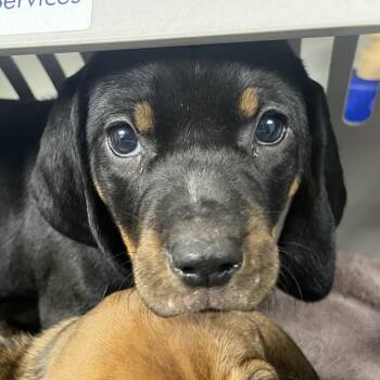 Hound Dogs Available for Adoption in Harrisonburg, Virginia - Persimmon | PetCurious