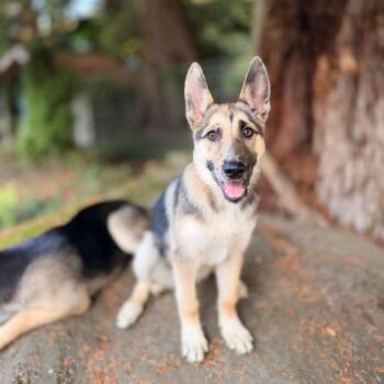 Dottie -  Shepherd Dog for Adoption in Bellingham, Washington - Dottie | PetCurious