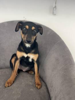 Australian Kelpie and Shepherd Dogs Available for Adoption in Poway, California - Clover | PetCurious