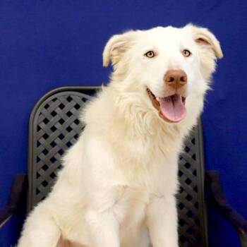Shepherd Dogs Available for Adoption in Fort Davis, Texas - Austin | PetCurious