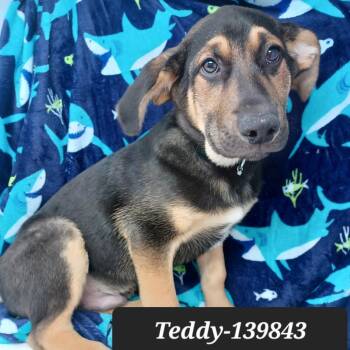 German Shepherd Dog Dogs Available for Adoption - Teddy | PetCurious