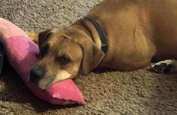 Rescue Rhodesian Ridgeback and Black Mouth Cur Dogs for Adoption in Seguin, Texas - Buddy | PetCurious