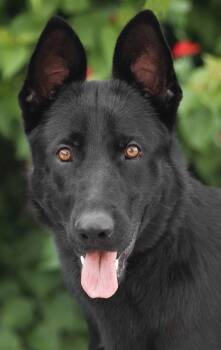 Raven von Rehna -  German Shepherd Dog Dog for Adoption in Los Angeles, California - Raven Von Rehna | PetCurious
