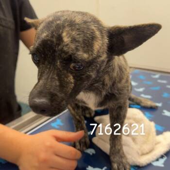 Chihuahua and Jack Russell Terrier Dogs Available for Adoption in Chico, California - MACHO | PetCurious