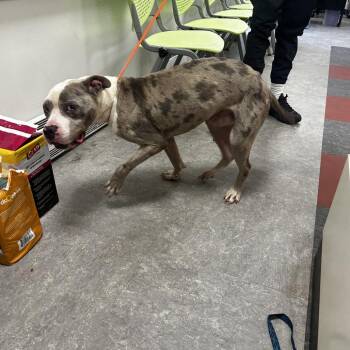Ice -  Mixed Breed Dog for Adoption in Philadelphia, Pennsylvania - Ice | PetCurious