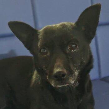 Corgi and Chihuahua Dogs Available for Adoption in Ridgefield, Washington - Ms. Itsy Zippy | PetCurious