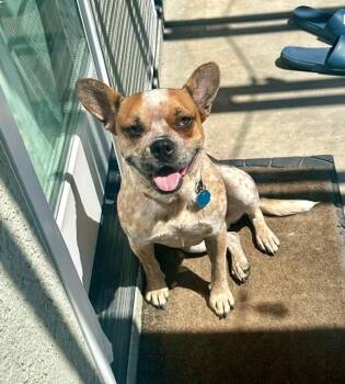 Connie -  French Bulldog and Cattle Dog Dog for Adoption in San Diego, California - Connie | PetCurious