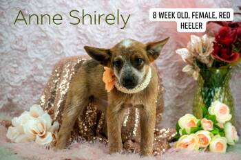 Anne Shirley -  Australian Cattle Dog Blue Heeler Dog for Adoption in Sevierville, Tennessee - Anne Shirley | PetCurious