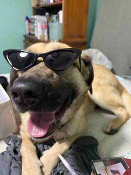 Anatolian Shepherd and Great Pyrenees Dogs Available for Adoption in Humble, Texas - Ozzie | PetCurious