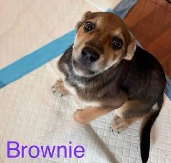 Brownie -  Shepherd Dog for Adoption in Newnan, Georgia - Brownie | PetCurious