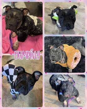 Rescue Mixed Breed Dogs for Adoption in Lancaster, New York - Dumpling | PetCurious