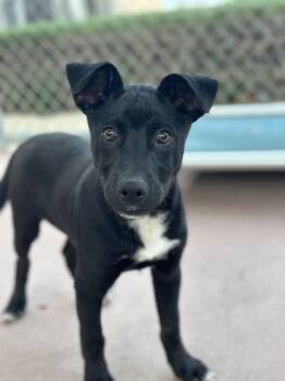Rescue Mixed Breed and Australian Kelpie Dogs for Adoption in San Luis Obispo, California - Gourd | PetCurious