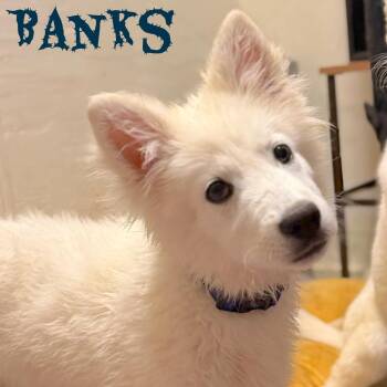 Banks -  German Shepherd Dog and Alaskan Malamute Dog for Adoption in Pleasant Hill, California - Banks | PetCurious