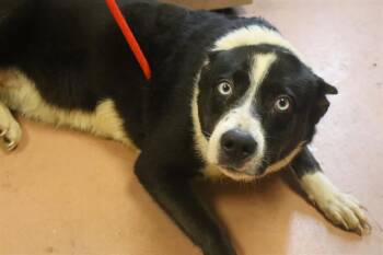 BEA -  Mixed Breed Dog for Adoption in Columbia, South Carolina - BEA | PetCurious
