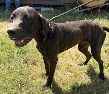Sokka -  Hound Dog for Adoption in Morristown, Tennessee - Sokka | PetCurious