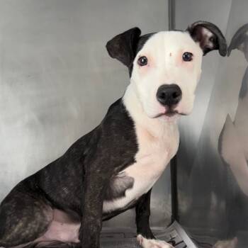 Rescue Pit Bull Terrier Dogs for Adoption in Jacksonville, Arkansas - Ghost | PetCurious