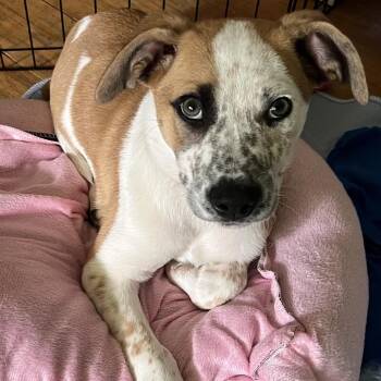 Klondike -  Cattle Dog and Mixed Breed Dog for Adoption in Wappingers Falls, New York - Klondike | PetCurious