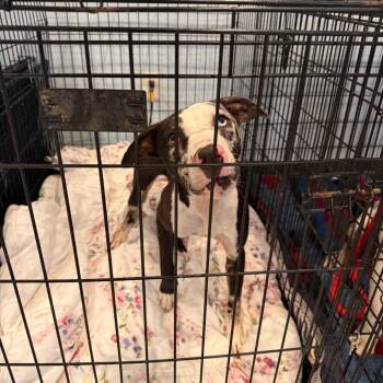 0921-D26 -  Mixed Breed Dog for Adoption in Port Charlotte, Florida - 0921-D26 | PetCurious