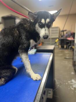 Aurora -  Siberian Husky Dog for Adoption in New Orleans, Louisiana - Aurora | PetCurious