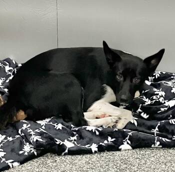 Tiny -  Shepherd Dog for Adoption in Parma, Ohio - Tiny | PetCurious