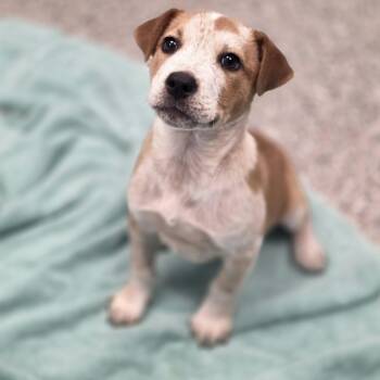 Ranger -  Australian Cattle Dog Blue Heeler Dog Available for Adoption - Ranger | PetCurious