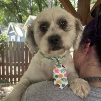 King Benzie -  Mixed Breed Dog for Adoption in Decatur, Georgia - King Benzie | PetCurious