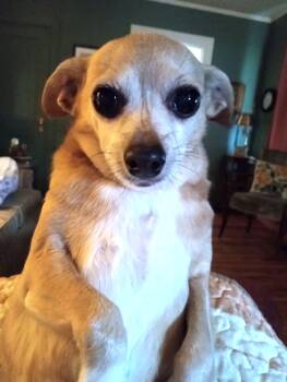 Chihuahua Dogs Available for Adoption in Des Moines, Iowa - Jebbey | PetCurious