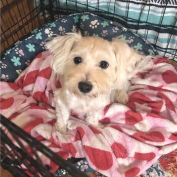 Pete -  Maltese Dog for Adoption in Austin, Texas - Pete | PetCurious