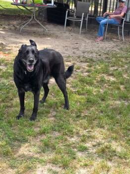 Jax -  German Shepherd Dog Dog for Adoption in Ladson, South Carolina - Jax | PetCurious